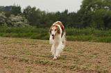 BARZOI 156